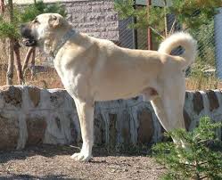 kangal coban kopegi anjing
