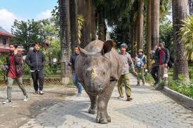 Tourists and Locals Learning to Live Among Rhinos in Nepal's Streets After the Rare Animal Sees a Population Boom