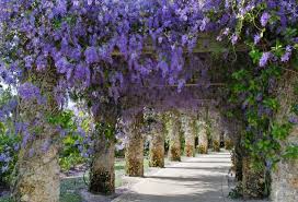 Image result for Petrea volubilis