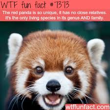 Red Panda Wtf Fun Facts Cute Animals Fluffy Animals Red Panda Cute