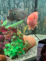 Maybe you would like to learn more about one of these? Texas And Blood Parrots Are Having Babies Cichlid