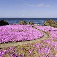 Creeping Thyme Seeds Creeping Thyme Shade Plants Red Creeping Thyme