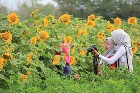 Kebun bunga matahari ini memang sangat luas, dan sangat indah. Lokasi Dan Harga Tiket Masuk Kebun Bunga Matahari Bantul Jogja Spot Wisata Ngehits Cocok Untuk Pecinta Selfie Daka Tour