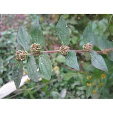 Use the land ara tree many don't know this tree can remove gout disease from repeating. 3 Keratan Pokok Susu Nabi Penawar Gout Stroke Pokok Susu Kambing Pokok Ara Tanah Asthma Weed Shopee Malaysia
