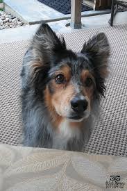 Cute Pet Pictures Wet Noses Pet Sitting Animal Pictures Cute Animals Cute Dog Pictures