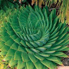 Maybe you would like to learn more about one of these? Red Aloe Finegardening