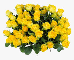 We did not find results for: Emotions Roses Birthday Png Greeting Bouquet Yellow Flowers Birthday Wishes Transparent Png Kindpng