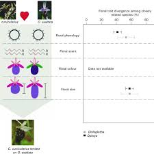 Floral Traits Involved In Plant Pollinator Interaction Left
