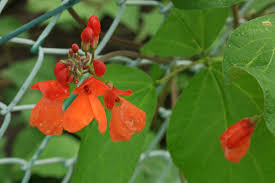 Image result for Phaseolus coccineus