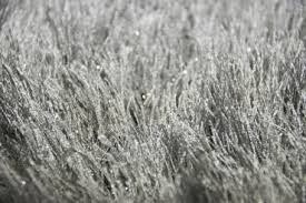 Dabei kommt es nicht auf die höhe des flors an. Hochflor Teppiche Shaggy Online Kaufen Gute Qualitat Faire Preise Teppich Traum