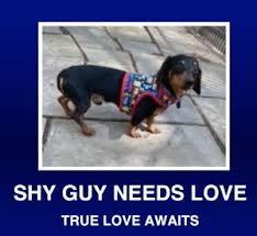 We have teacup dachshund puppies for adoption, tiny teacup dachshund puppies for sale, dachshund for adoption, teacup dachshund puppies for sale under 500, miniature teacup dachshund for sale. Dog For Adoption Titan A Miniature Dachshund In Morrisville Pa Petfinder