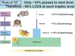 Ecological relationships pogil answers quizlet. 4 2 Energy Flow Amazing World Of Science With Mr Green