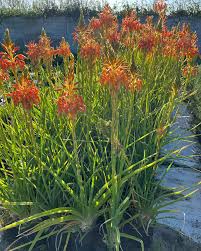 Image result for Aloe cooperi
