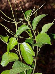 Image result for Gouania