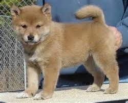 Black And Tan Teacup Shiba Inu Puppy Teacup Shiba Inu Puppies Bing Images Shiba Inu Black Shiba Inu Black Puppy