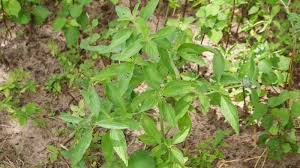 Image result for Acrotome inflata