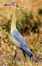 Big Bird With Colorful Feathers Pin By Karthi On Colourful Feathers Rare Birds Colorful Birds Beautiful Birds