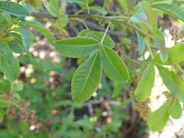 Image result for Searsia longipes