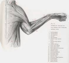 A&p cat dissection lab report at the conclusion of the cat dissection, you will be required to submit a formal report. This Is A Very Detailed Diagram Of Muscles In A Cat It Will Help Me Study For The Lab Practicals Cat Anatomy Dog Anatomy Feline Anatomy