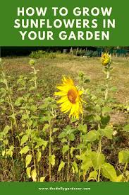Amending the soil at the time of planting with organic. How To Grow Sunflowers In Your Garden Ticks To Care