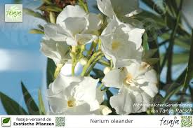 Dieser frische austrieb ist stark frostgefährdet. Oleander Weiss Gefullt Nerium Oleander Pflanze Fesaja Versand