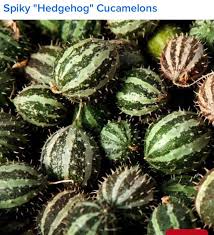 Epingle Par Thamar Rossi Sur Frutas Faune Et Flore Flore Chez Fleur