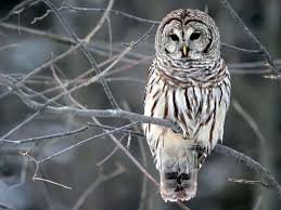 Common Birds Of North Idaho Barred Owl Picture Jpg 1024 768 Owl Wallpaper Owl Photos Owl Pictures