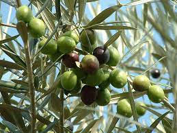 You can expect at least 20 pounds—and up to 100 pounds—of. How To Grow Olive Trees In Uganda