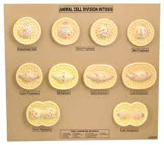 The stages of mitosis and cell division. Eisco Animal Cell Mitosis Model School Specialty Marketplace