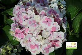 Wedding Ring Hydrangea Bigleaf Hydrangea Hydrangeas Wedding Hydrangea