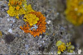 Flechten Lichen Pflanzen Garten Flechten