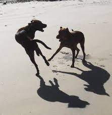 We've ordered revolution online from such places. Why Your Dog Does Not Need A Heartworm Test Every Year Pethelpful
