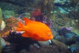Sekilas ikan nila citralada mirip seperti ikan nila merah biasa. Sekilas Ikan Di Air Pun Tak Ku Tahu Jantan Betina Nya