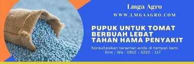 Lahan yang bagus, wajib memenuhi beberapa kriteria berikut: Pupuk Untuk Tomat Agar Berbuah Lebat Tahan Hama Penyakit