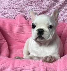 Which french bulldog mix is right for you? 3 Stolen French Bulldog Puppies Returned To Omaha Pet Store Pomeranian Husky Mix Still Missing Crime Courts Omaha Com