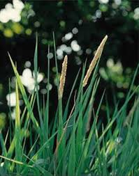 Iowa state journal of science 36 integrated pest management to control reed canarygrass in seasonal wetlands of southwestern washington. Phalaris The Most Important Genera And Species From A To Z The Encyclopedia Of Psychoactive Plants Ethnopharmacology And Its Applications