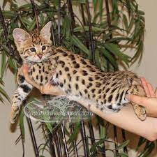 F1 Savannah Kittens For Sale - Select Exotics Savannah Kitten Savannah Kittens For Sale Kittens