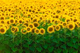 The sunflower (helianthus annuus) is a living annual plant in the family asteraceae, with a large flower head (capitulum). Basf Enters Sunflower Seed Market Seed World