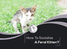 How To Socialize A Feral Kitten