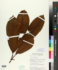 Image result for Chrysophyllum welwitschii