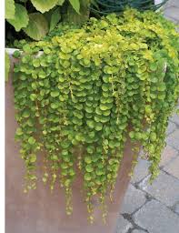 Image result for Dichondra