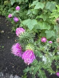 Image result for Carduus