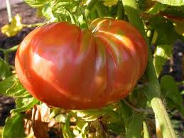 Top 10 Vegetables For St Louis Food Garden Growing Vegetables Vegetables