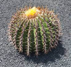 Vous ne pouvez louper l'entrée du jardin car une sculpture représentant un cactus de 8 mètres de haut y trône devant. File Echinocactus Platyacanthus Jardin De Cactus Lanzarote J07 Jpg Wikipedia