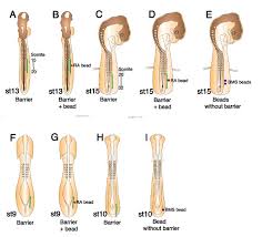 Entwicklungswoche durch segmentierung des paraxialen, d.h. Application Of Impermeable Barriers Combined With Candidate Factor Soaked Beads To Study Inductive Signals In The Chick Protocol Translated To German