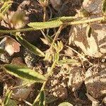 Image result for Hermannia kirkii