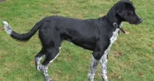 Black And White Border Collie Pointer Mix German Shorthair Collie Mix German Shorthair Collie Mix Collie