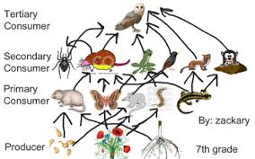 Owls food web worksheet this horn owl pillow would be a hoot in any home a 19th century inspired dishwasher safe serving platter for carrion hors d oeuvre because this cat throw pillow is outfitted with. Barn Owl Food Web Educreations