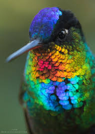 Bird With No Feathers On Neck Look At How Fabulous This Fiery Throated Hummingbird S Feathers Are Beija Flores Aves De Estimacao Fotos De Beija Flor