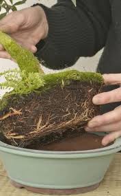 Frische Erde Fur Den Bonsai Bonsai Bepflanzung Pflanzen Umtopfen